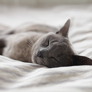 Riflessologia facciale per dormire gatto che dorme