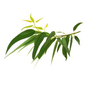 Oli essenziali proprietà terapeutiche