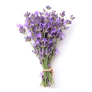 Proprietà terapeutiche della lavanda