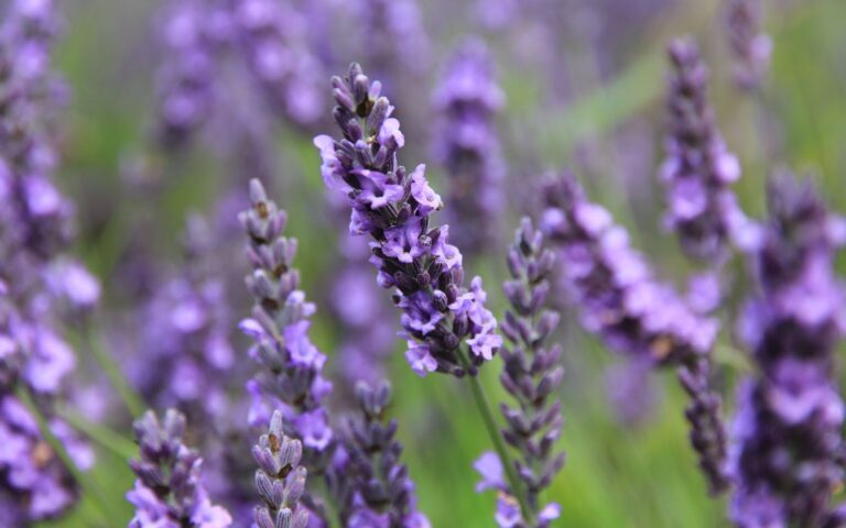 Proprietà terapeutiche della lavanda