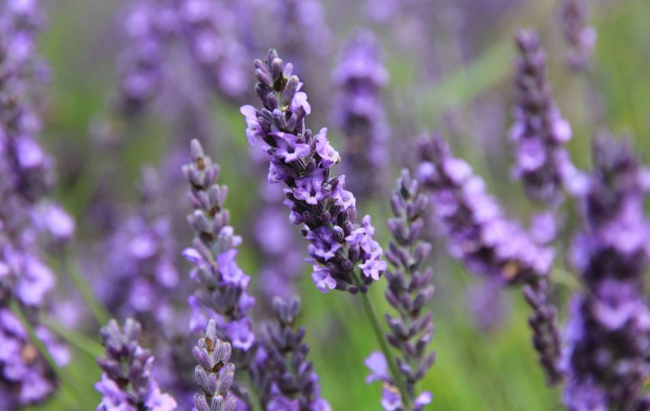 Proprietà terapeutiche della lavanda (5) Proprietà terapeutiche della lavanda
